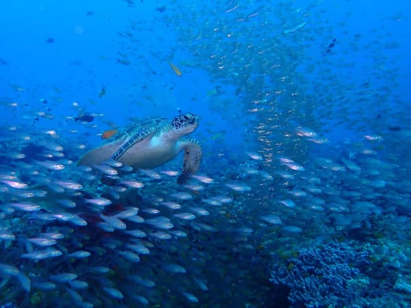 Turtle Bay-1