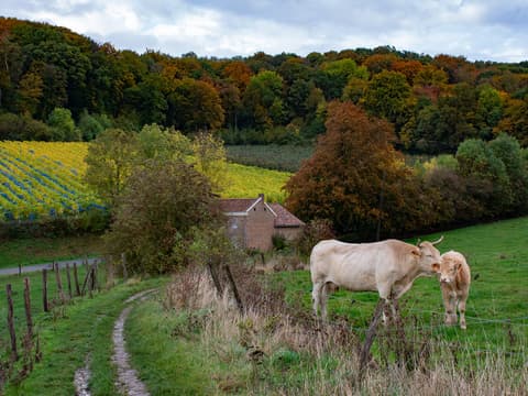 Vakantie in Belgisch Limburg