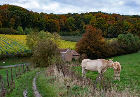 Vakantie in Belgisch Limburg