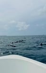 Kuredu island 2026-06e0df31-b82f-4277-acc1-2c6234948aac