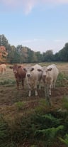Prachtige accommodatie op een rustige plek-0dd2f0b2-0e2b-4c41-ad48-422fdd4667bc
