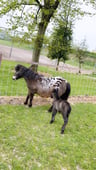Mooie plek voor een rustige vakantie-6d1385d1-2028-4478-a0e1-d815df487155