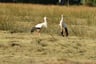 Drenthe op z'n mooist!!!!-77f18ed4-e012-43bb-a2df-2fae32d51d40