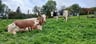 Fijne kleinschalige B&B in authentieke Hoeve ...-9d2e36ec-8a57-4586-8455-0cb03401b8d2