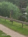 Een verrassend fijne Vreemde Vogel... ;)-ce7fe9d7-88ee-4d23-b9cb-92e396a35da1