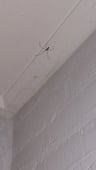 Te slecht -db5ecb5f-5bd2-4dcd-8e66-0935e453136b